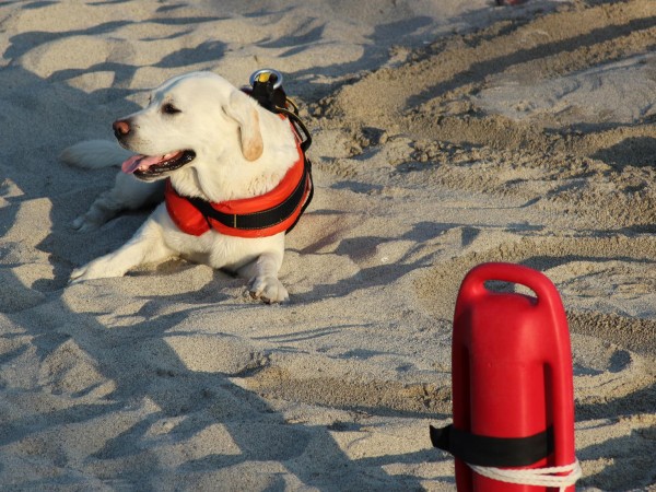 Поне петима души бяха спасени от кучета-спасители на плажовете в