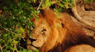 Лъв уби мъж в зоопарк в столицата на Гана Акра