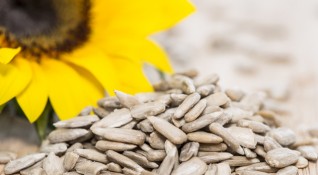 Слънчогледовите семена са една истинска суперхрана Вероятно повечето хора ги
