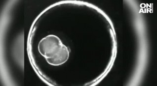 Без участието на сперма или яйцеклетка учени създадоха синтетичен ембрион