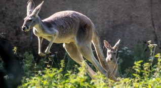 Австралийските медии съобщават за първия случай на нападение на кенгуру
