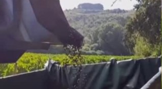 Месец по рано започна традиционният гроздобер за производство на легендарното френско