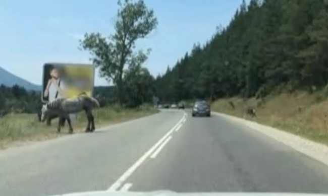 Коне и крави при прохода Предел, пътуващите в опасност