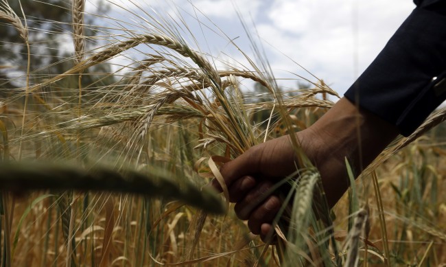 Путин: Русия очаква рекордна реколта от зърно, доставката й обаче остава трудна