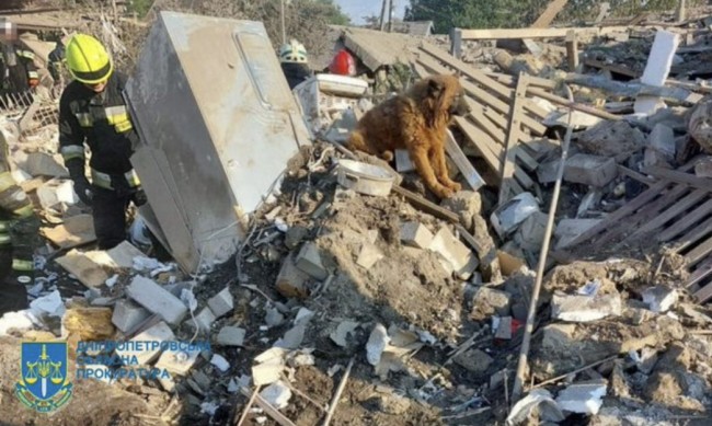 Вярно куче чака семейството си върху руини в Украйна