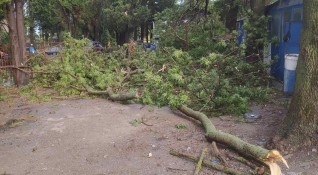 Силният вятър в Сливен събори дървета, като има причинени щети
