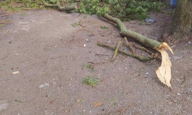 Десет сигнала за паднали дървета в Сливен след силния вятър