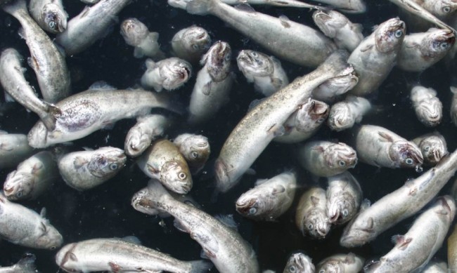 Язовир до село Окоп пресъхна, 7 тона риба умряха 