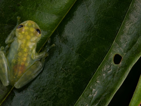 Екип от биолози откри, че вид жаби се е адаптирал