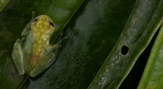 Екип от биолози откри че вид жаби се е адаптирал