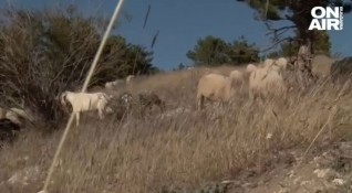 Вълци тормозят животновъди в села от Югозападна България В село