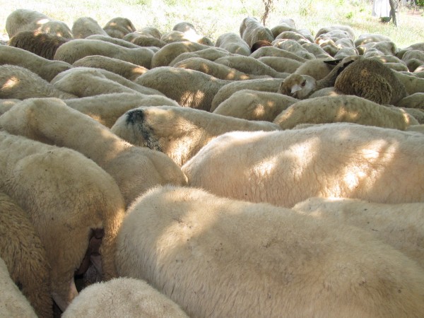 Неизвестни крадци отмъкнаха 45 овце от обор в землището на