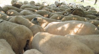 Неизвестни крадци отмъкнаха 45 овце от обор в землището на