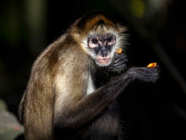 Маймуна, пристрастена към алкохола, краде от магазини бутилки с напитки