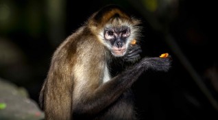 Маймуна пристрастена към алкохола краде от магазини бутилки с напитки