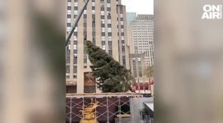 Емблематичната елха за Коледа пристигна в Ню Йорк Кран издигна 25
