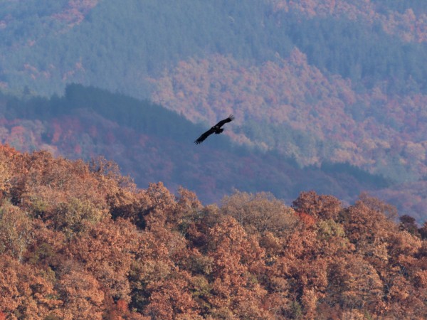 Черният лешояд, най-голямата и тежка граблива птица в Европа, се