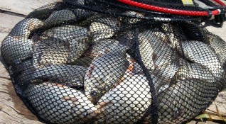 Изпълнителна агенция по рибарство и аквакултури ИАРА откри 14 бр