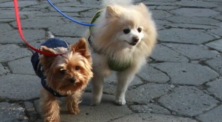60 от кучетата в България се продават без микрочип и