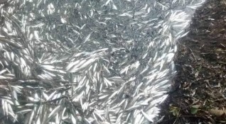 Природозащитници са извадили над сто килограма мъртва риба от бракониерска