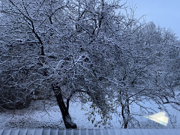 Снимка: БГНЕСПървият за тази зима сняг валя тази нощ над