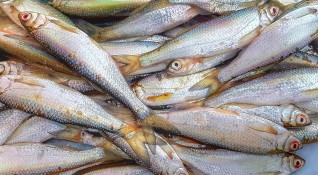 Масирани проверки по търговските обекти предлагащи риба и рибни продукти