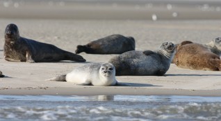 Стотици мъртви тюлени от застрашен вид бяха изхвърлени на руското