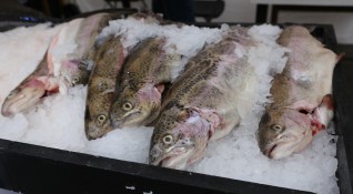 В 23% от изследваните риби от търговската мрежа има наднормено