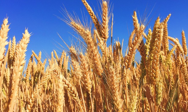 Цените на зърнените култури намаляват на световните борси 