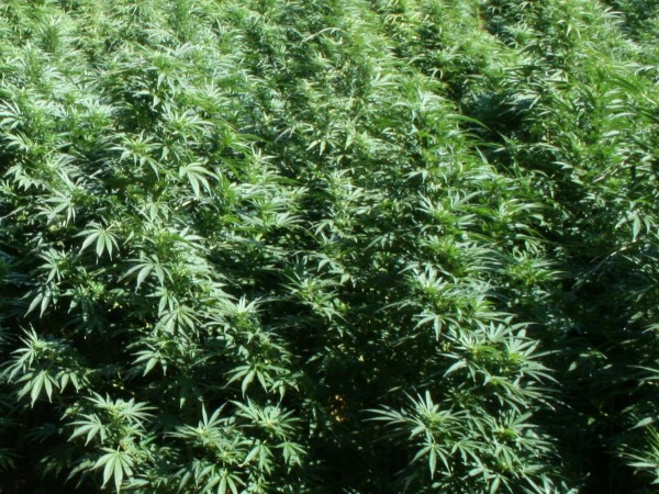 Полицаи иззеха 53 кг марихуана в Любимец, съобщиха от Областната