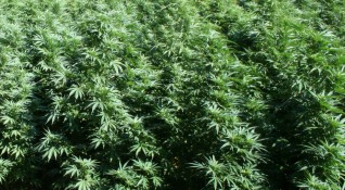 Полицаи иззеха 53 кг марихуана в Любимец съобщиха от Областната
