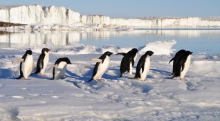 Повече от половината местни видове на Антарктида вероятно ще изчезнат