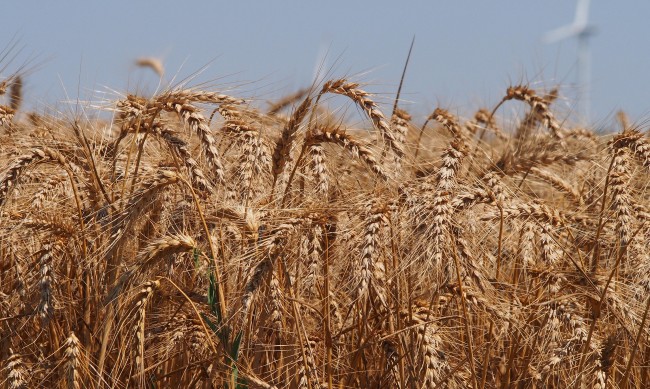 Без съществена промяна на цените на зърното на световните борси 