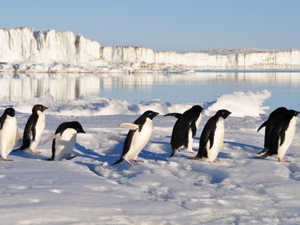 Северните елени и императорските пингвини са сред видовете, към които