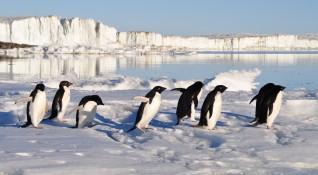 Северните елени и императорските пингвини са сред видовете към които