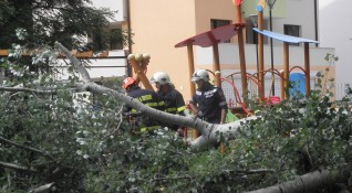 Голямо дърво падна върху детска площадка в столичния квартал Иван