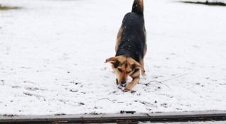 Полицията в Дряново издирва убиец на куче което е било