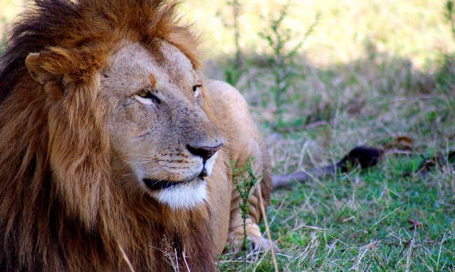 На живо: Лъв изяде ловец докато се снима за Instagram