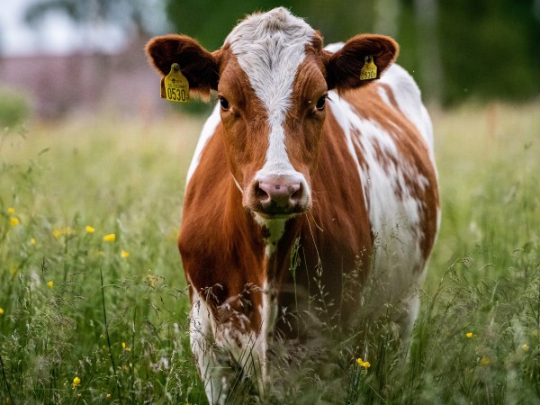 Китайски биолози за първи път клонираха високомлекодайната порода крави Холщайн,