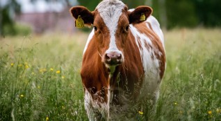 Китайски биолози за първи път клонираха високомлекодайната порода крави Холщайн