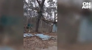 Незаконна сеч в Борисовата градина 20 дървета са били отсечени