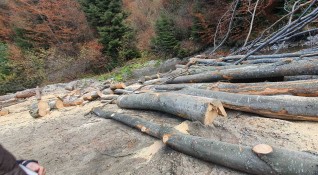 Държавната Агенция по горите спря работата на сечище в землището