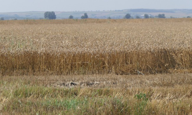 Падат цените на зърното след подновяване на сделката с Украйна