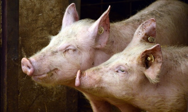 Свинете в България по-малко с цели 26% за година