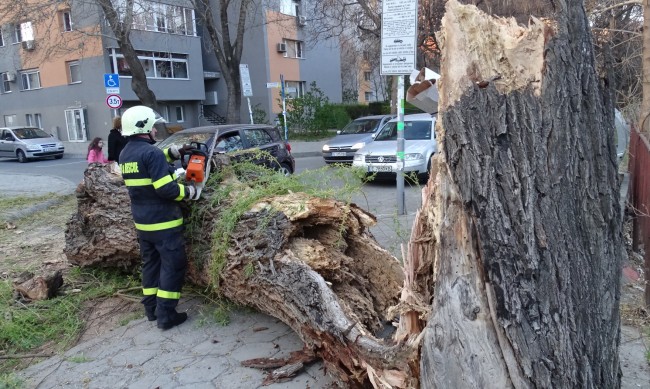 Възрастен мъж е в болница, след като върху него падна дърво в Пловдив