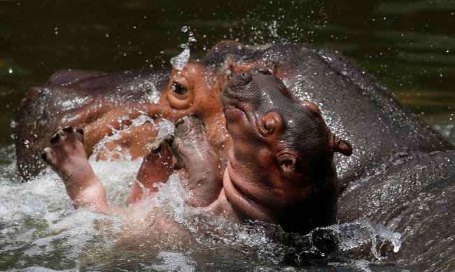 Колумбия изпраща хипопотамите на Ескобар в Индия и Мексико