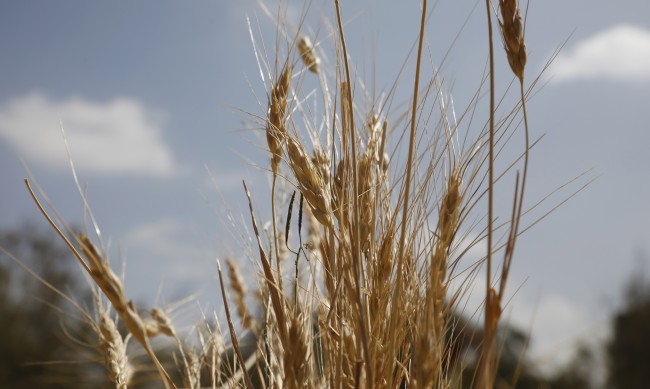 Западните търговци на зърно напускат Русия, което е от полза за войната