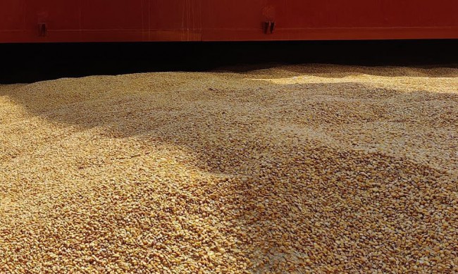Словакия забрани зърното от Украйна заради пестициди
