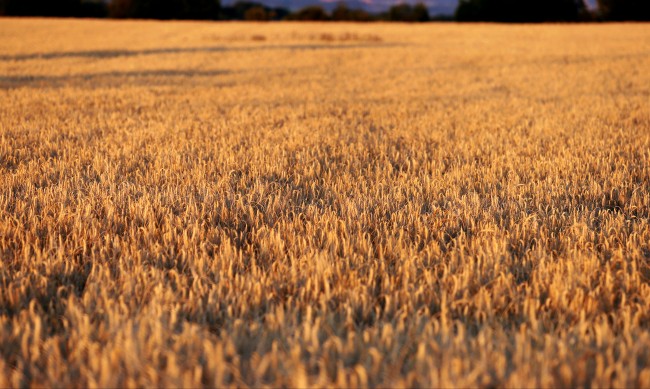 Полша въведе забрана за вноса на зърно и храни от Украйна