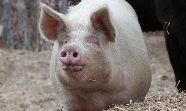 Свинската мас стана самолетно биогориво